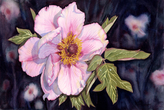 Original Watercolor Paintings of Flowers